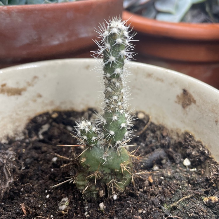 plant image 1575265 plant image 1575265
