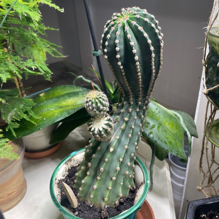 plant image 1575266 plant image 1575266