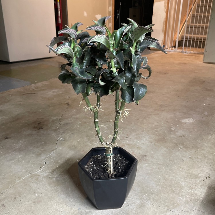 plant image 1575267