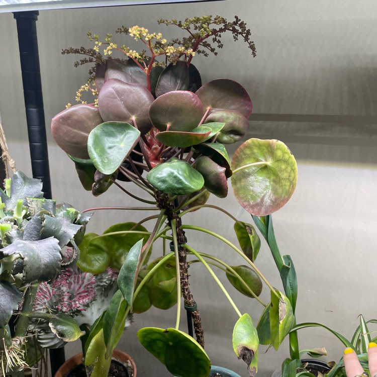 plant image 1575269 plant image 1575269