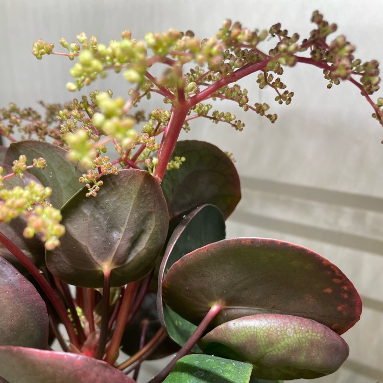 plant image 1575270 plant image 1575270