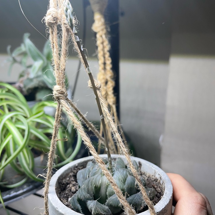 plant image 1575273 plant image 1575273