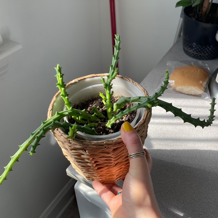 plant image 1576622 plant image 1576622