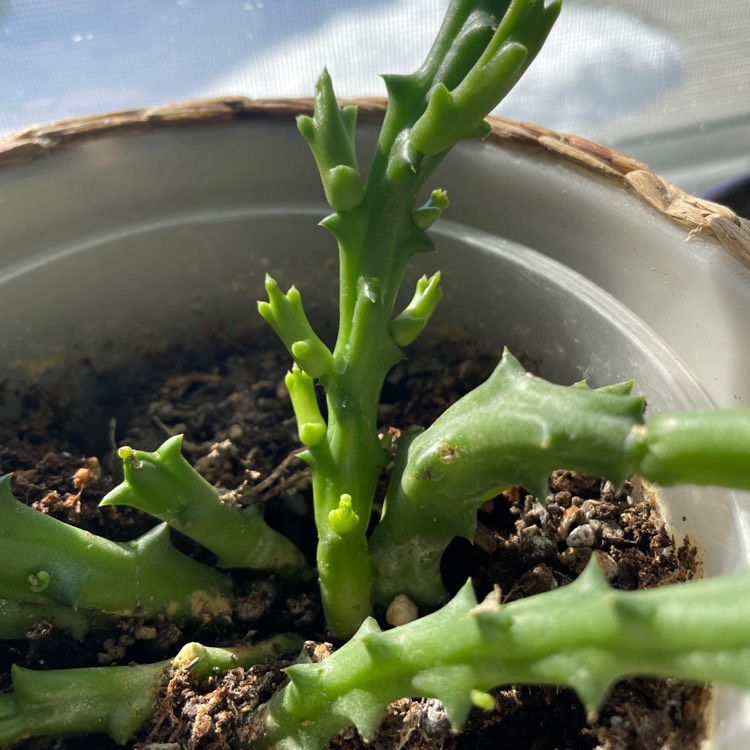 plant image 1576623 plant image 1576623