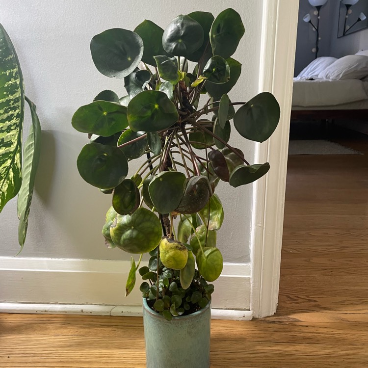 plant image 1627755 plant image 1627755
