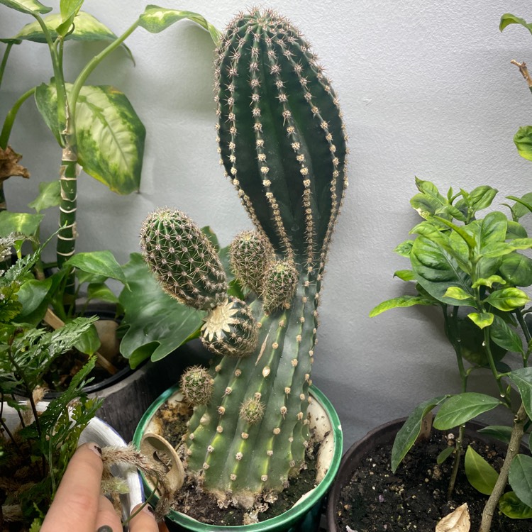 plant image 1627759 plant image 1627759