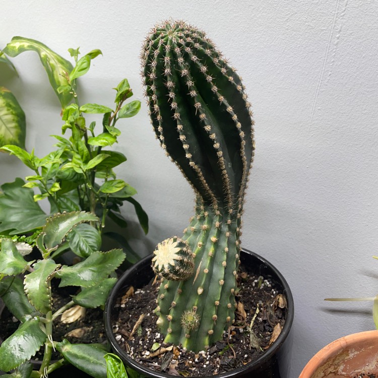 plant image 1628414 plant image 1628414