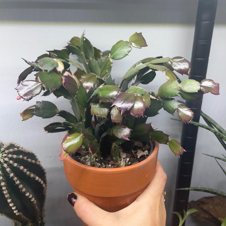 plant image 1629058 plant image 1629058