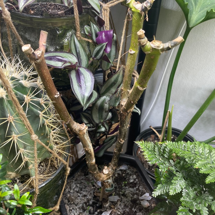plant image 1631436
