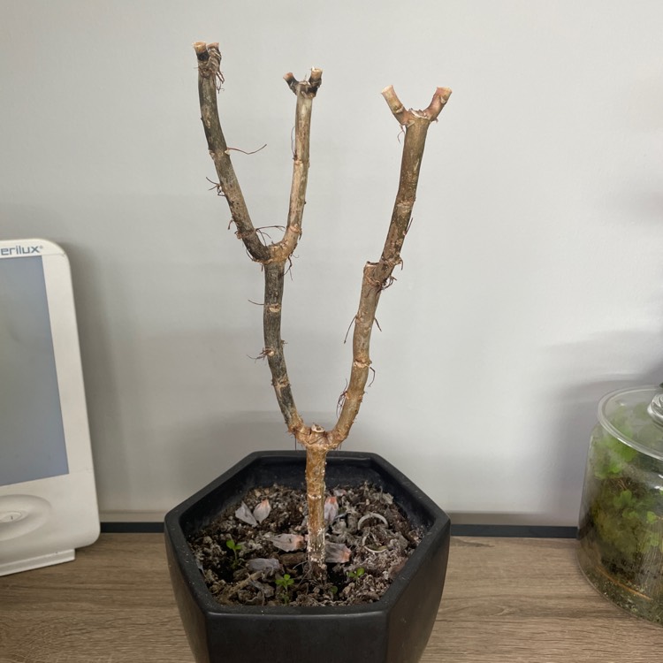 plant image 1634213