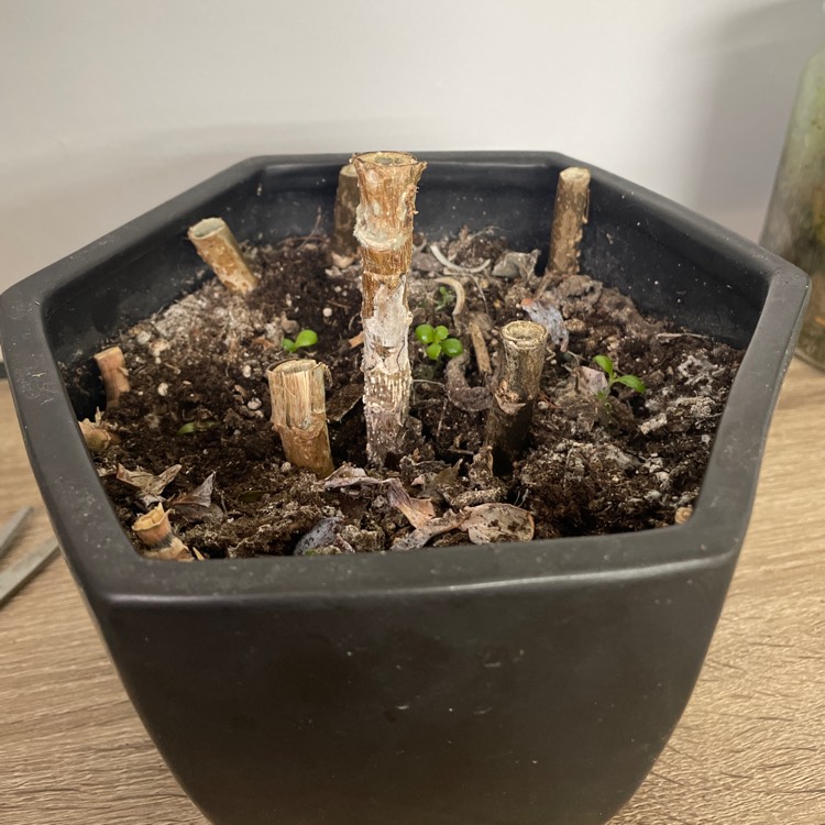 plant image 1634219