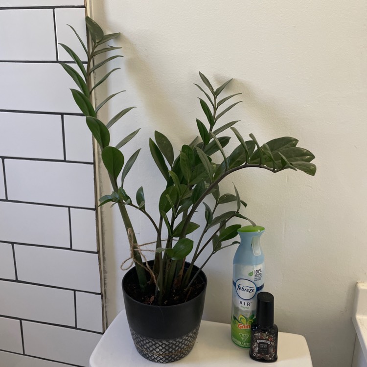 plant image 1634232 plant image 1634232