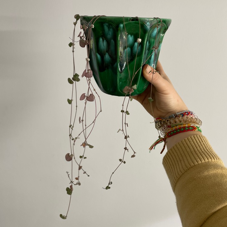 plant image 1635488