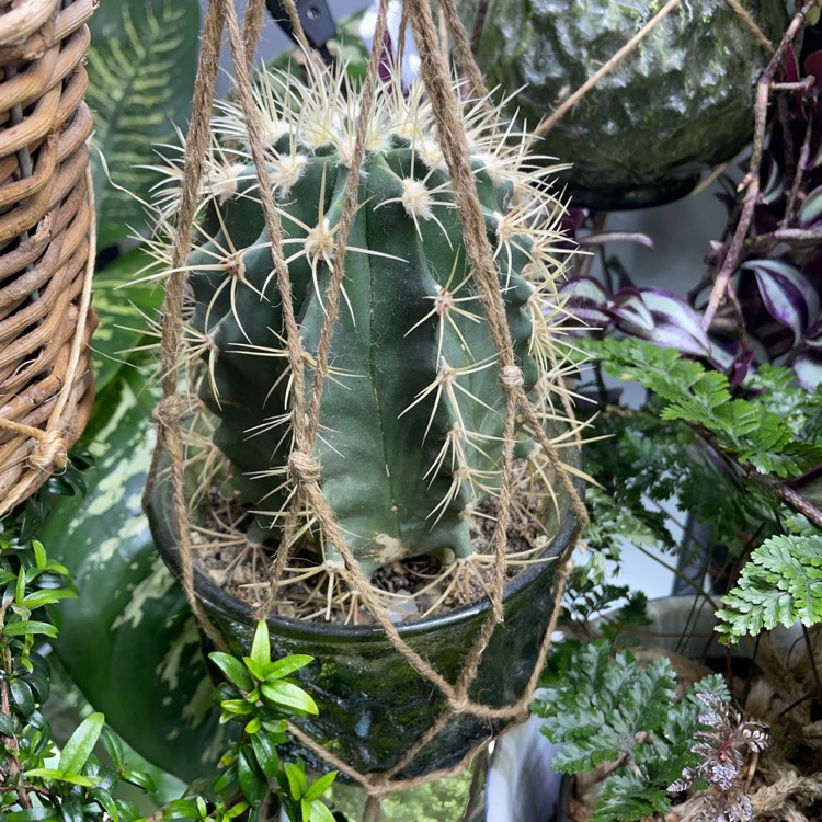 plant image 1640632 plant image 1640632