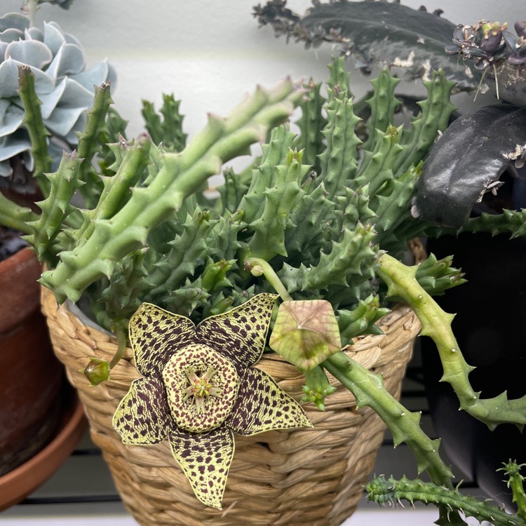 plant image 1660222 plant image 1660222