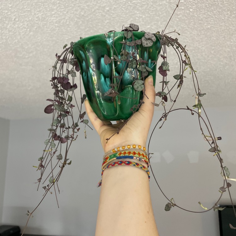 plant image 1660242