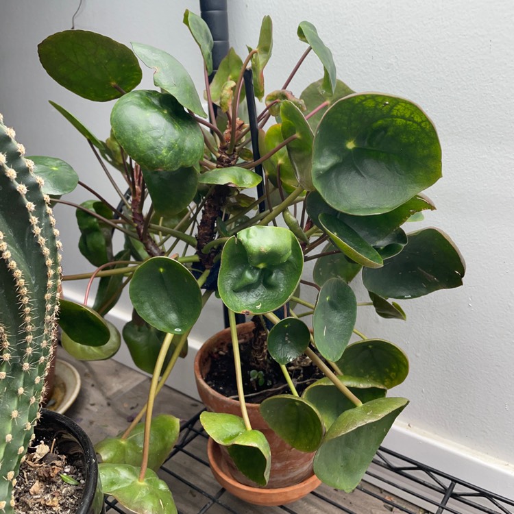 plant image 1660262 plant image 1660262