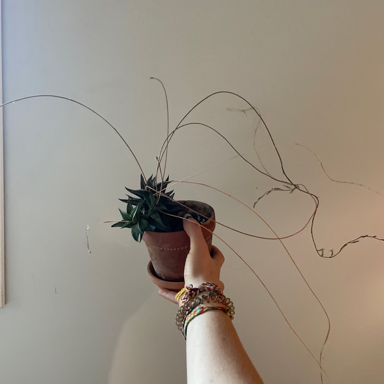 plant image 1676723 plant image 1676723