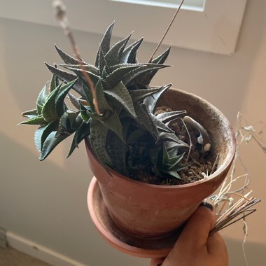 shelbyhenderson's plant