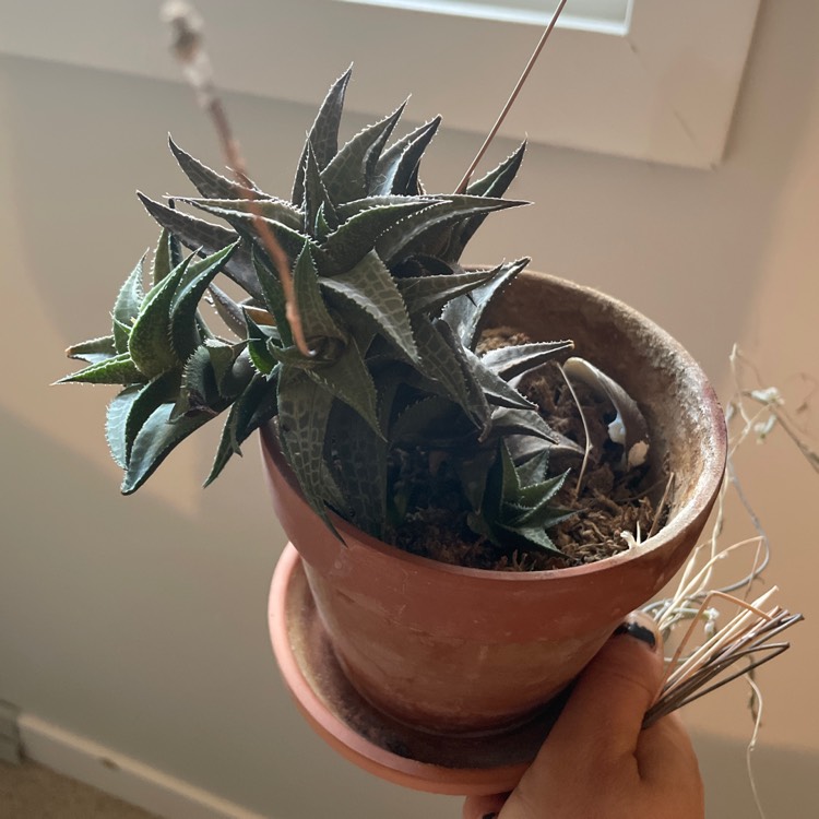 plant image 1676724 plant image 1676724