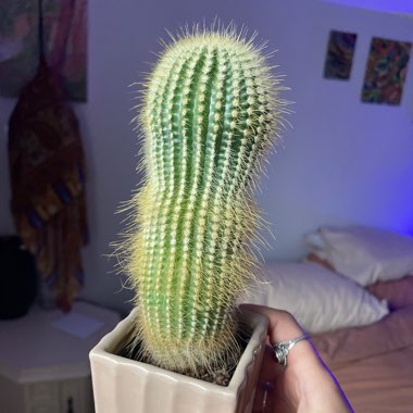 Golden Ball Cactus