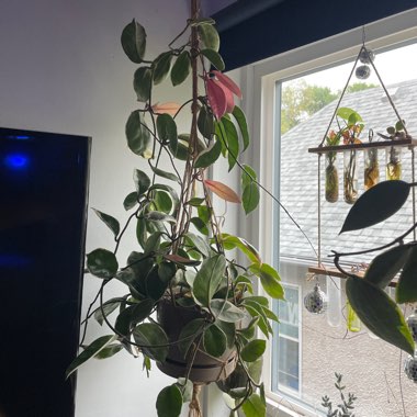 Hoya 'Krimson Queen'