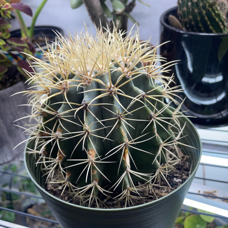 plant image 1697564 plant image 1697564