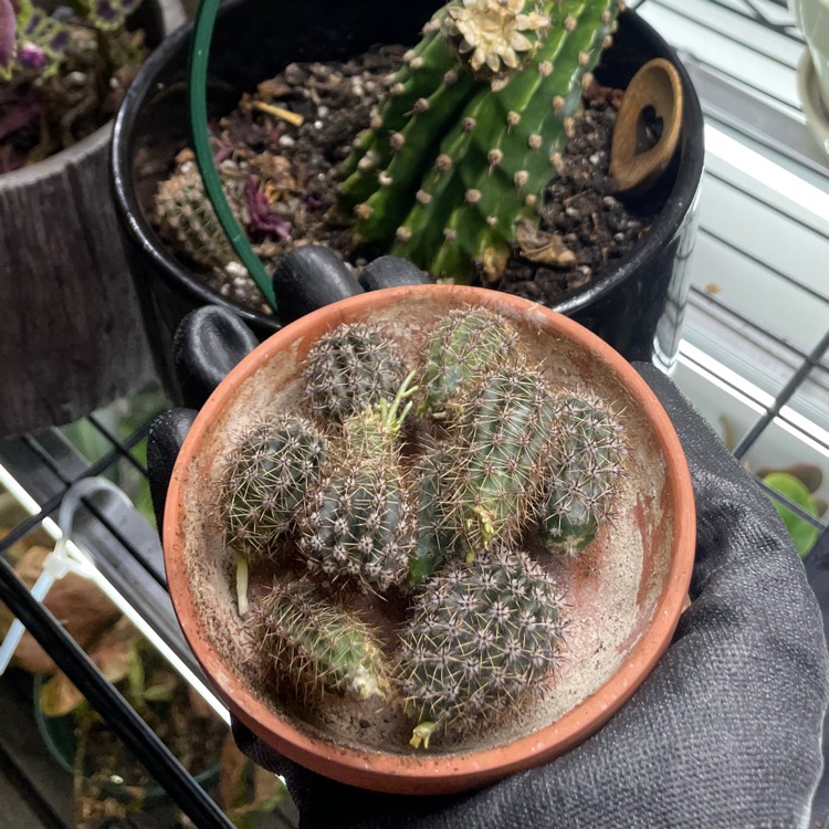 plant image 1698059 plant image 1698059