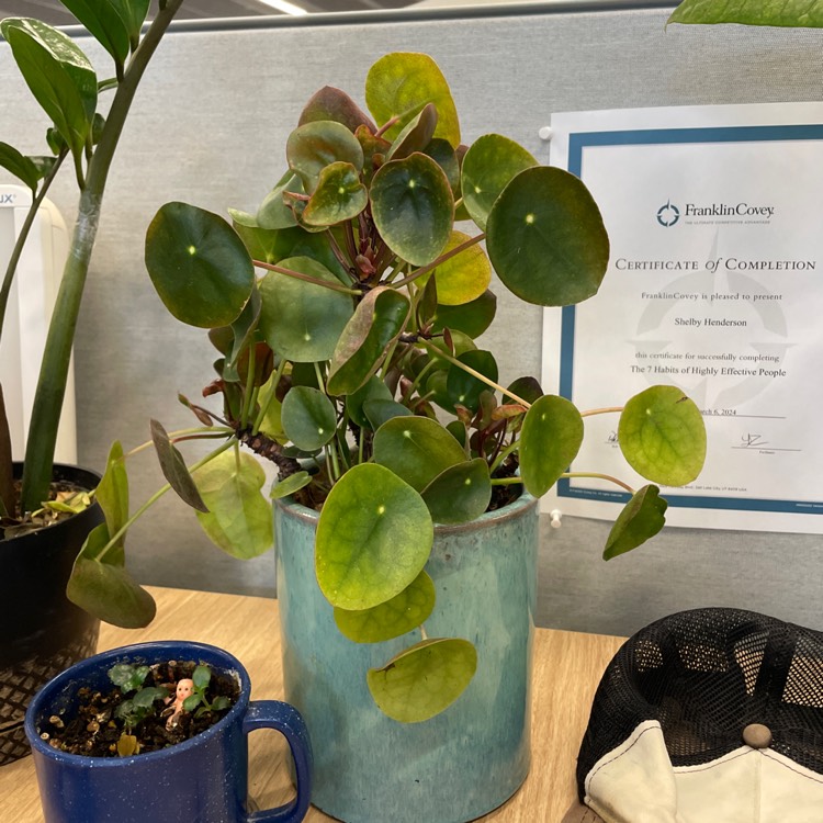 plant image 1710197 plant image 1710197
