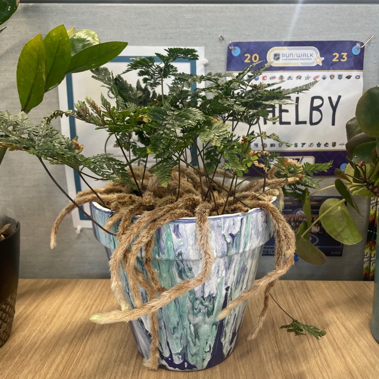 plant image 1711454 plant image 1711454