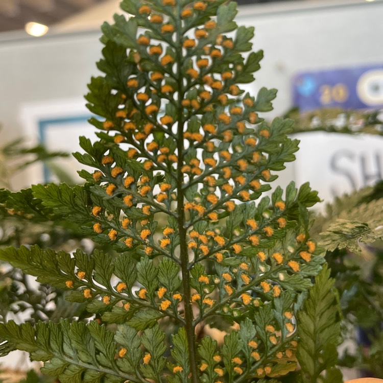 plant image 1711666 plant image 1711666