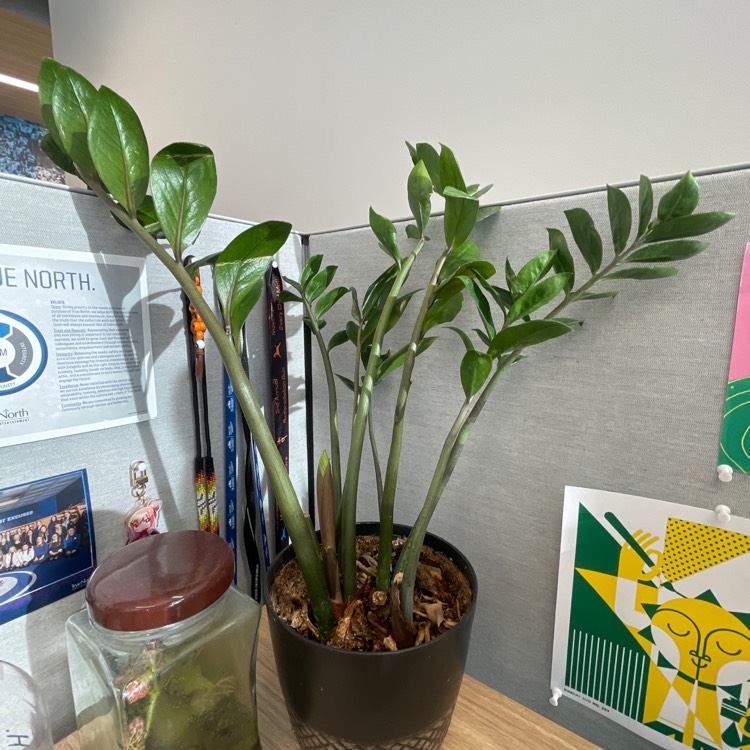 plant image 1729772 plant image 1729772