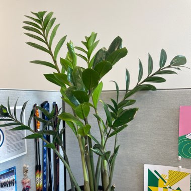 ZZ Plant