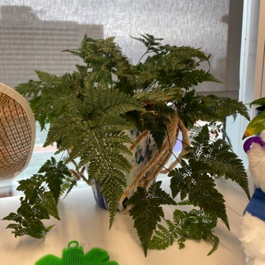 Rabbit's Foot Fern
