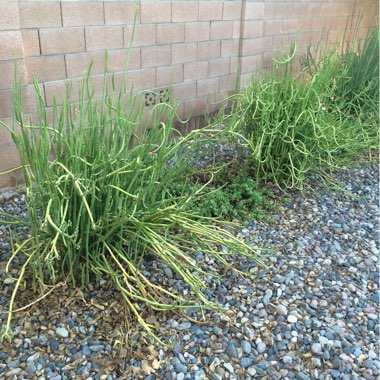 Slipper Plant