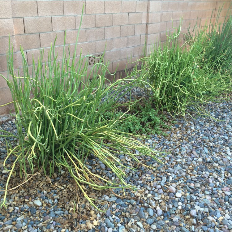 plant image 204052