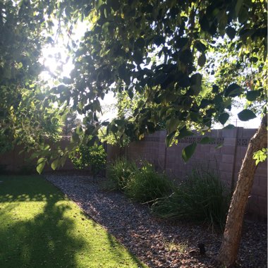 Shelby's garden