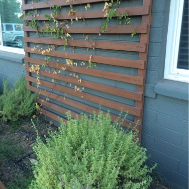 Shelby's garden