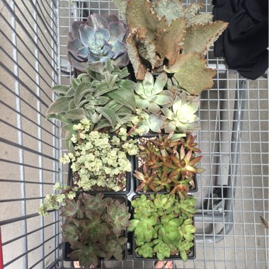 Shelby's garden