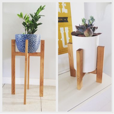 ZZ Plant