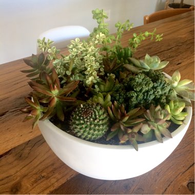 Shelby's garden