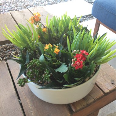 Shelby's garden