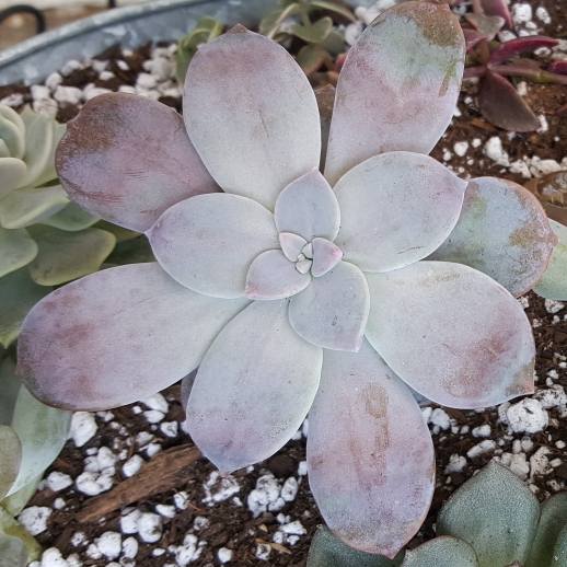 plant image 1099619 plant image 1099619