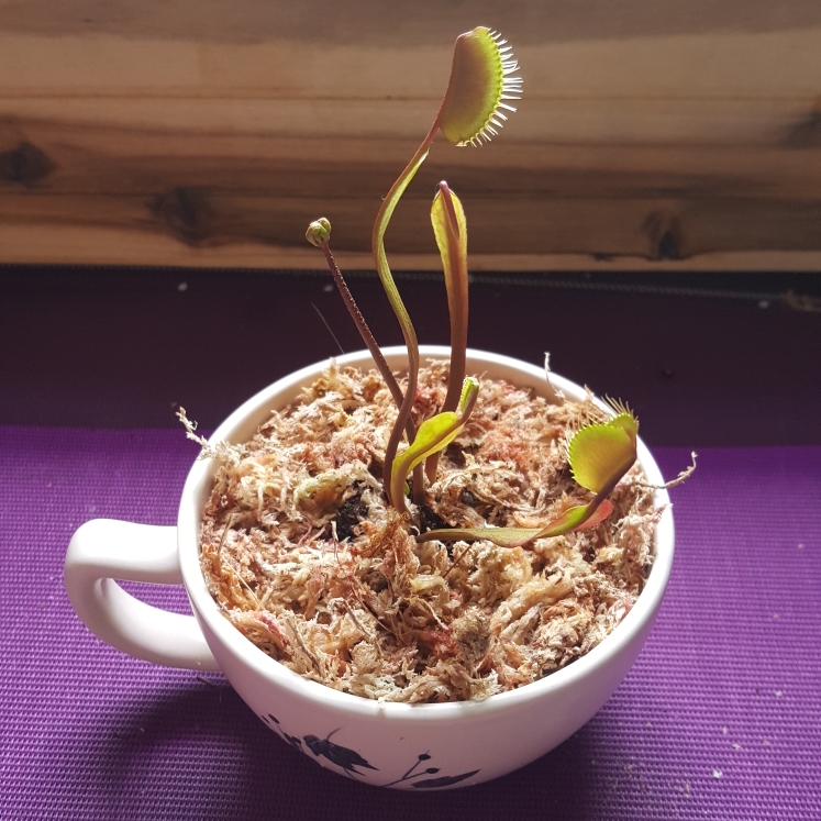 plant image 1103258