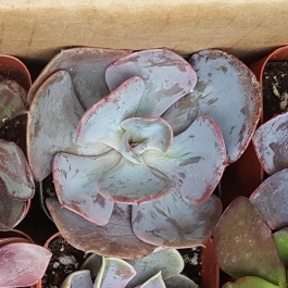 plant image 1106142
