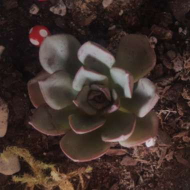 Echeveria Moranii