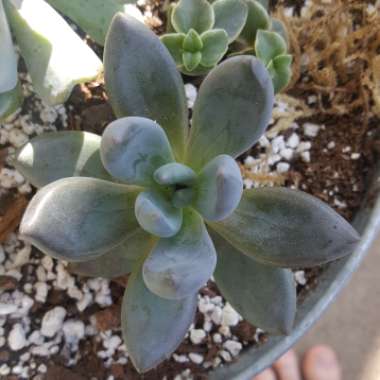 Sedeveria 'Blue Mist'