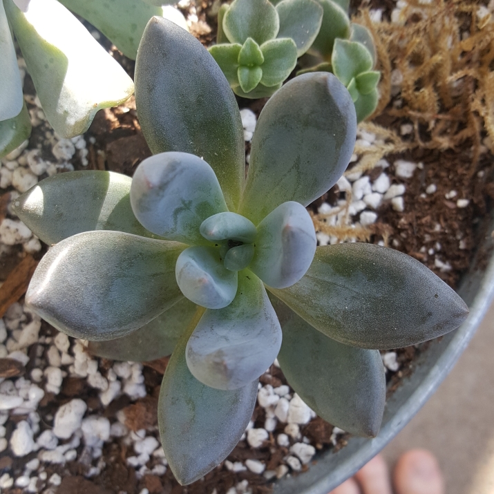 plant image 1125494 plant image 1125494