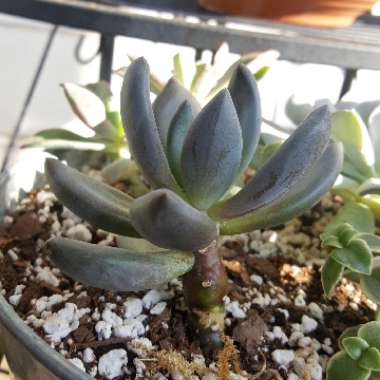 Sedeveria 'Blue Mist'