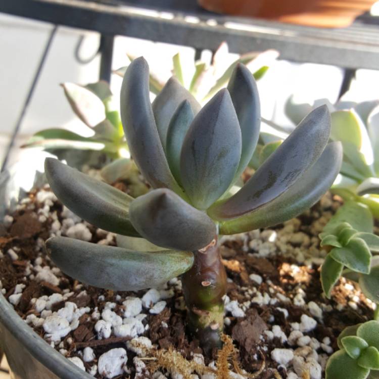 plant image 1125495 plant image 1125495